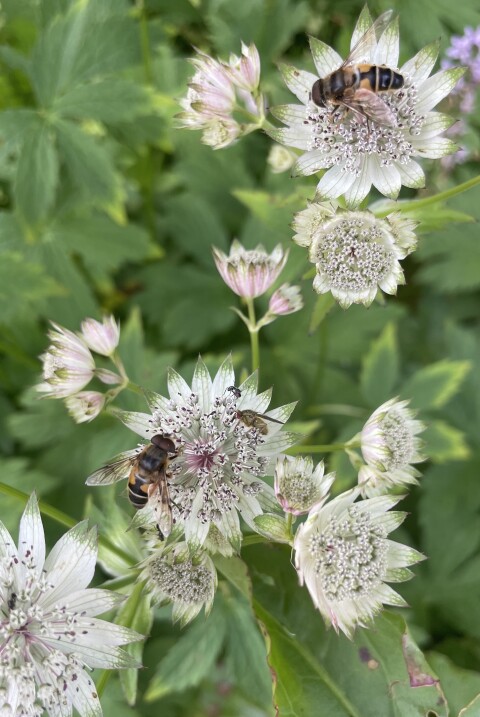 Knautia